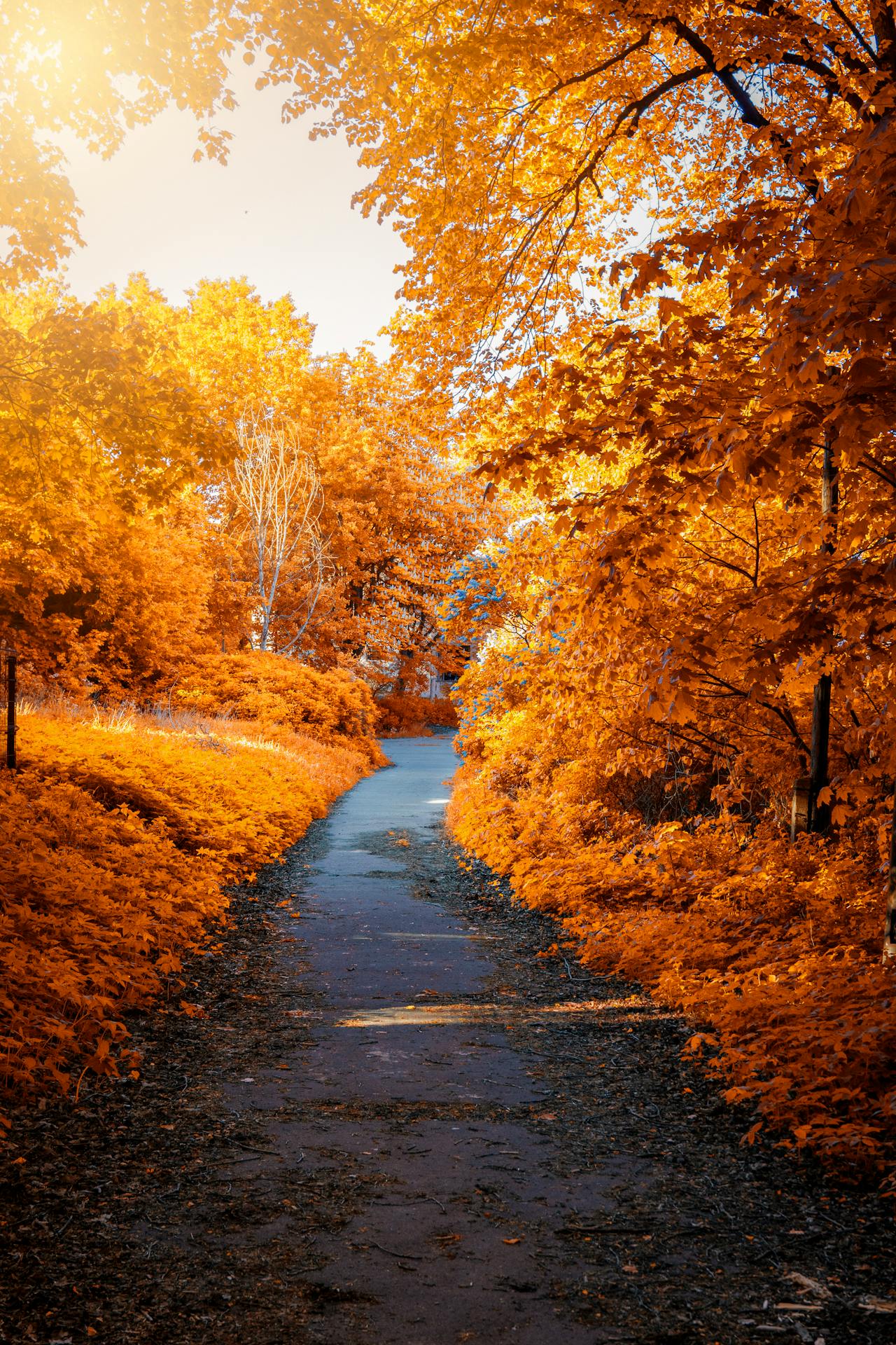 a black road winds through trees of bright orange. The only other color is a pale sky and dark branches.