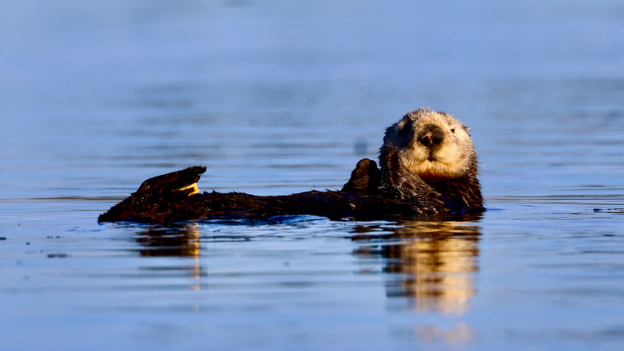 A sea otter drifts in a blue ocean. Its tan head, on the left, turns toward the camera.