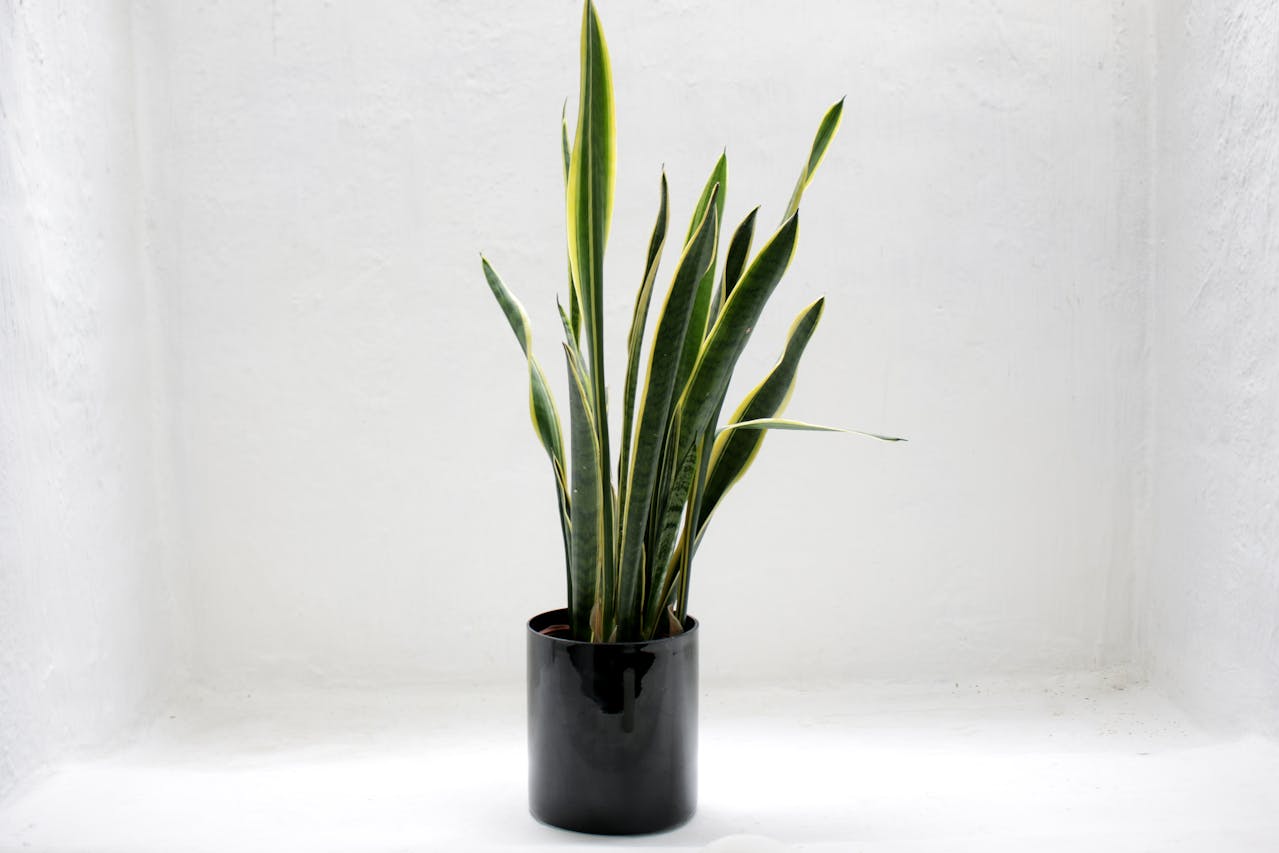 A green snake houseplant growing tall from a black pot in a white nondescript space.