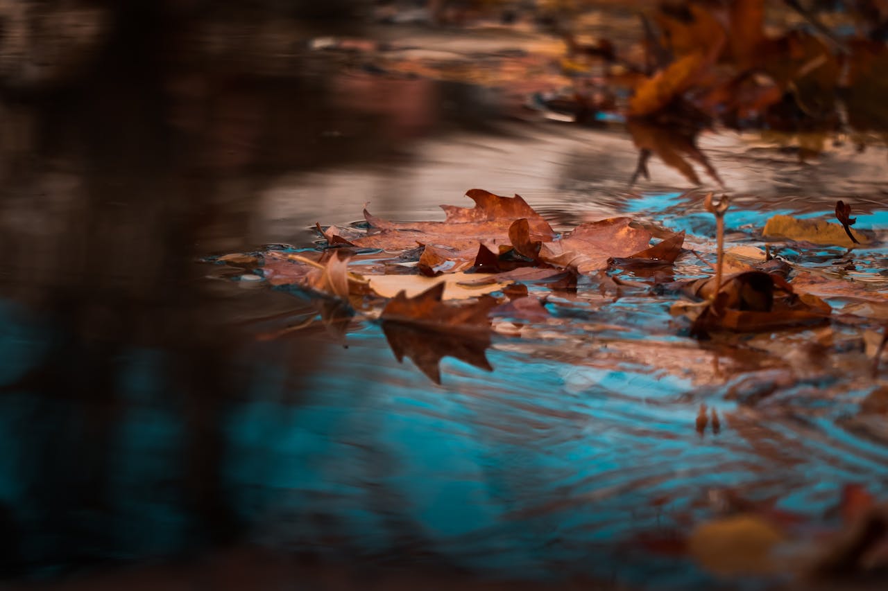 Brown leaves float in water that reflects a blue sky