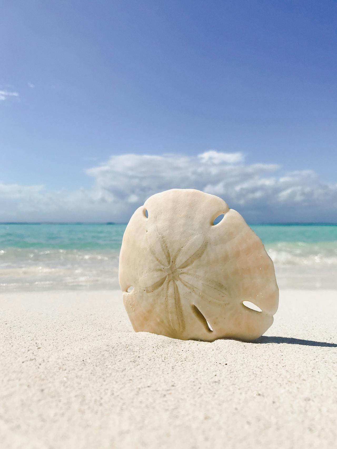 A sand dollar sits in white-tan sand; behind it you can see a teal sea and a blue sky.